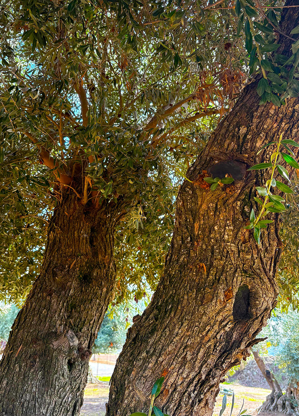 Thumbnail: Item#: 060G