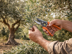 Olive Tree Pruning