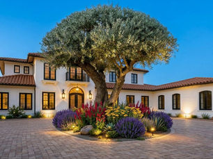 Best Places to Plant an Olive Tree