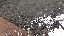 IMG_4537.gif