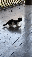 IMG_2903.gif