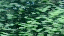MOV_0251.gif