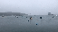 IMG_1935.gif