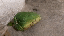 IMG_1994.gif