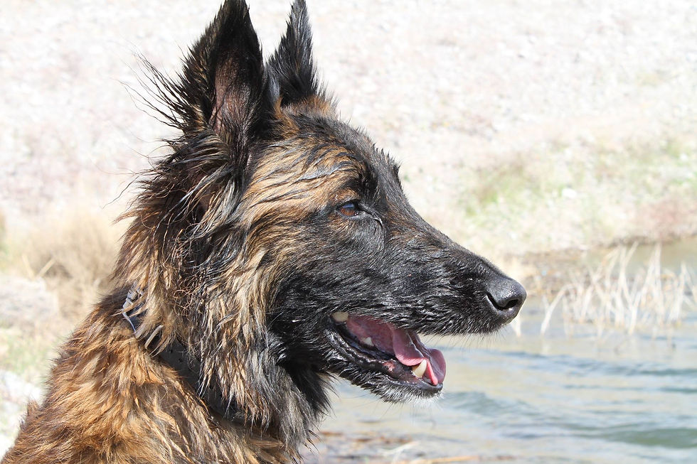 Bear, HR (2012-2023)
