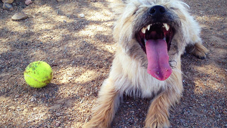 Still Believe Email Doesn’t Work for Event Marketing? Here’s what you and your dog are missing
