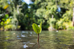 bialla_mangroves-20.jpg