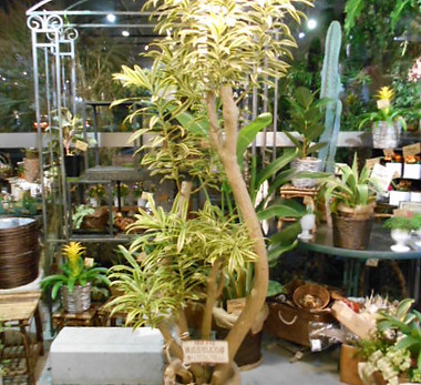 ドラセナ ソングオブインディア