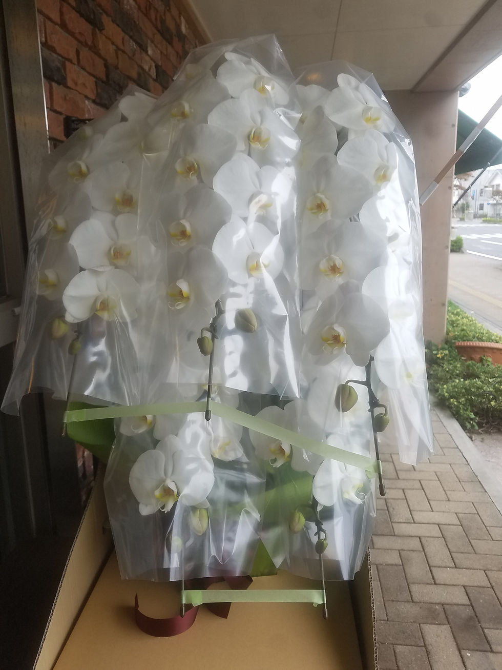 サムネイル： 御祝　胡蝶蘭　お祝い　５本立ち胡蝶蘭　開店祝い　叙勲祝い　水戸市　当日配達　法人対応