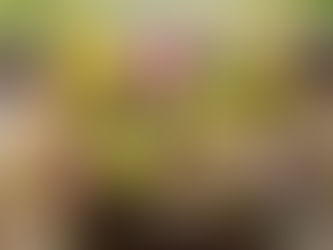 フラワーエンジェル
