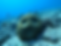 Coral_03_Brain_Coral_CLASSIC_4x3.png