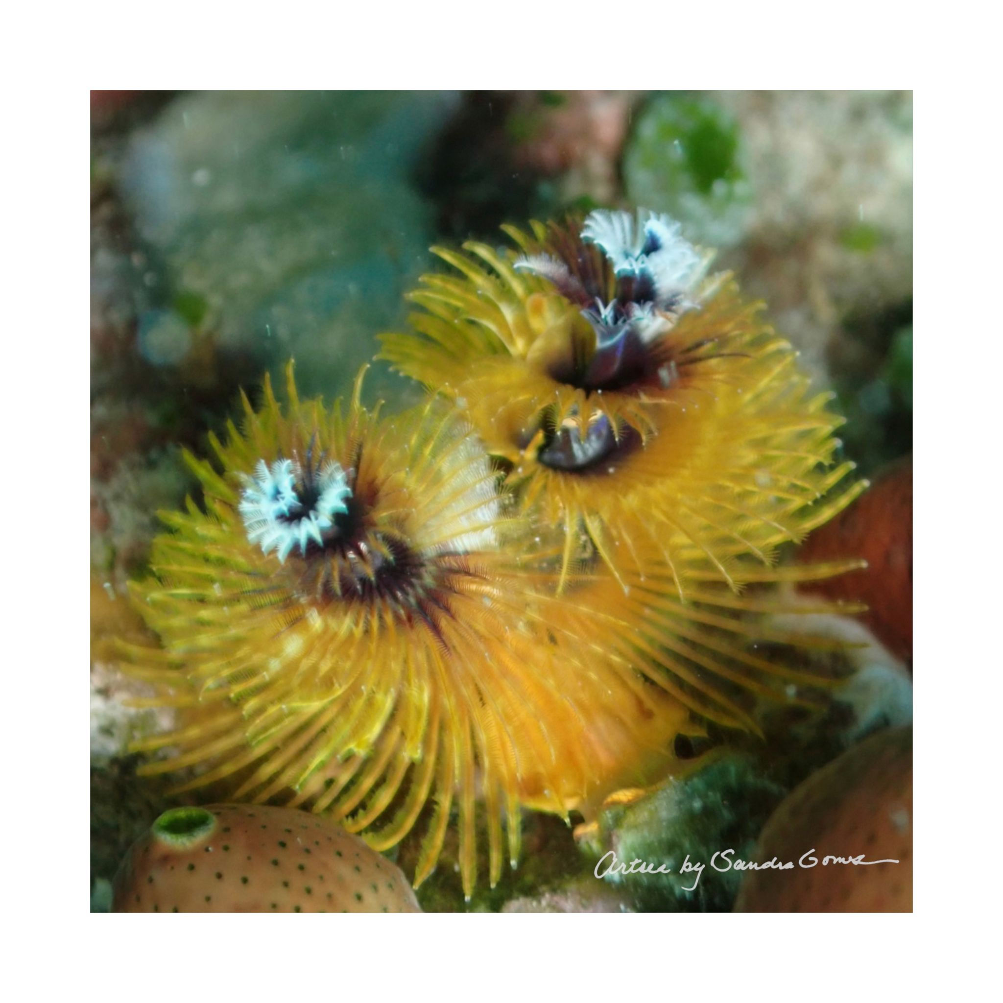 Yellow Christmas Worms 2 - Square Poster