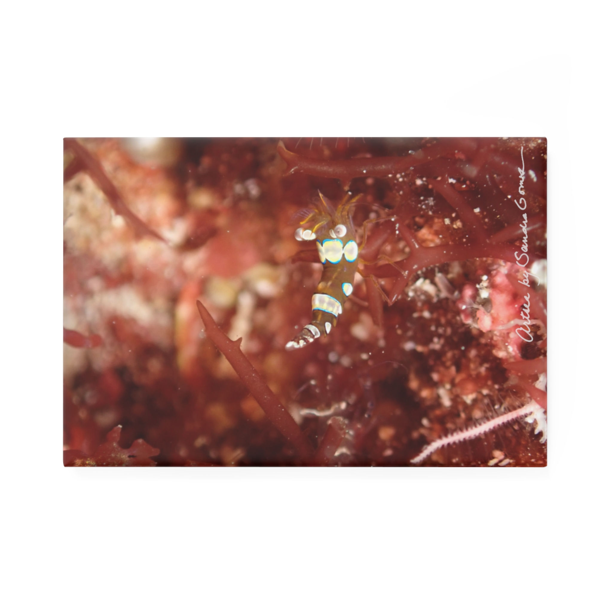 Squat Anemone Shrimp - Magnet