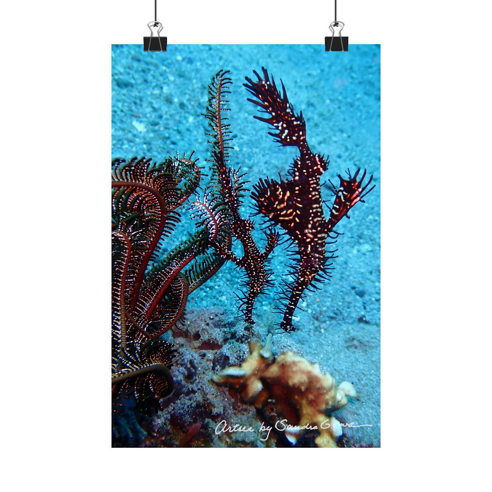 Thumbnail: Ornate Ghostpipefish - Vertical Poster
