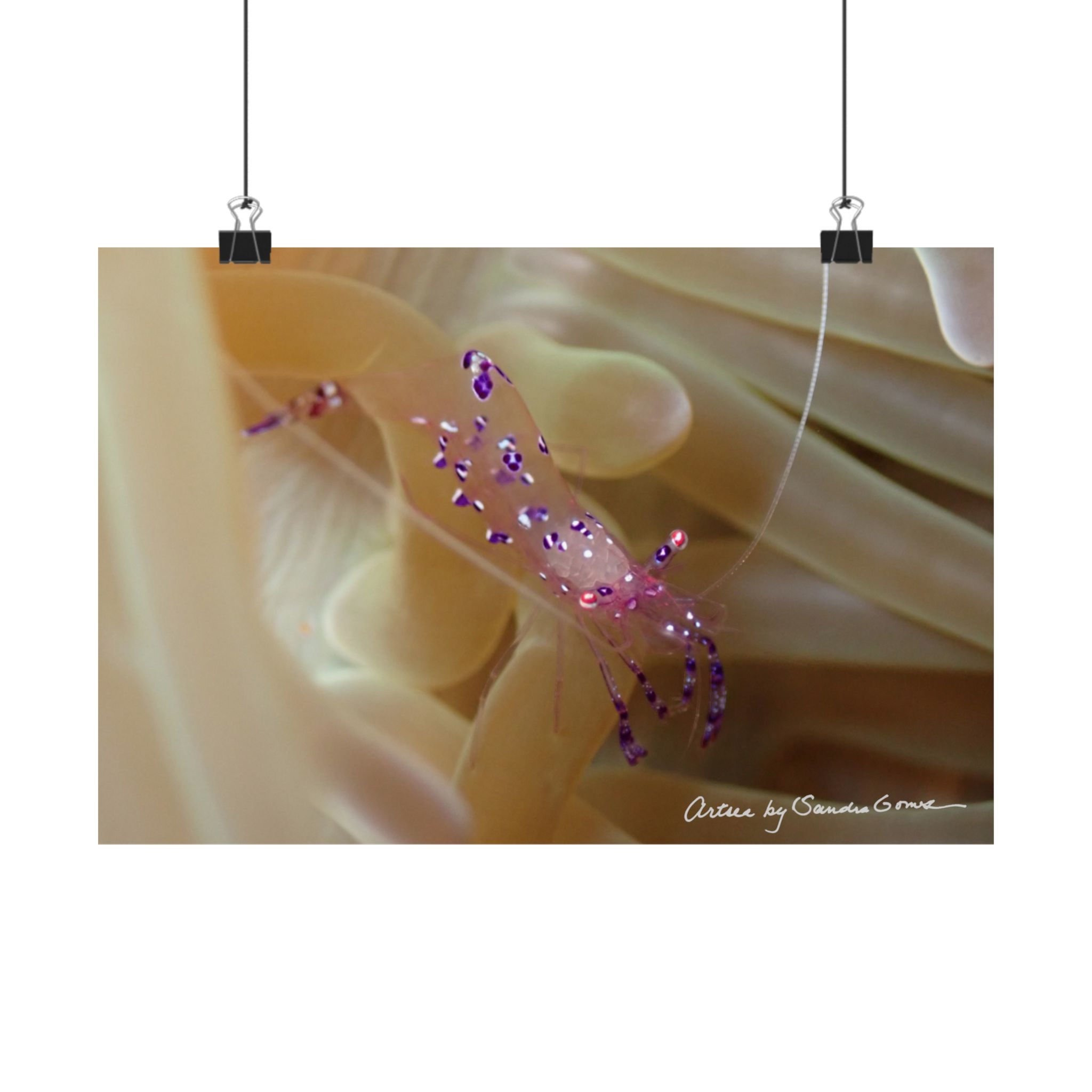 Anemone Shrimp - Horizontal Poster