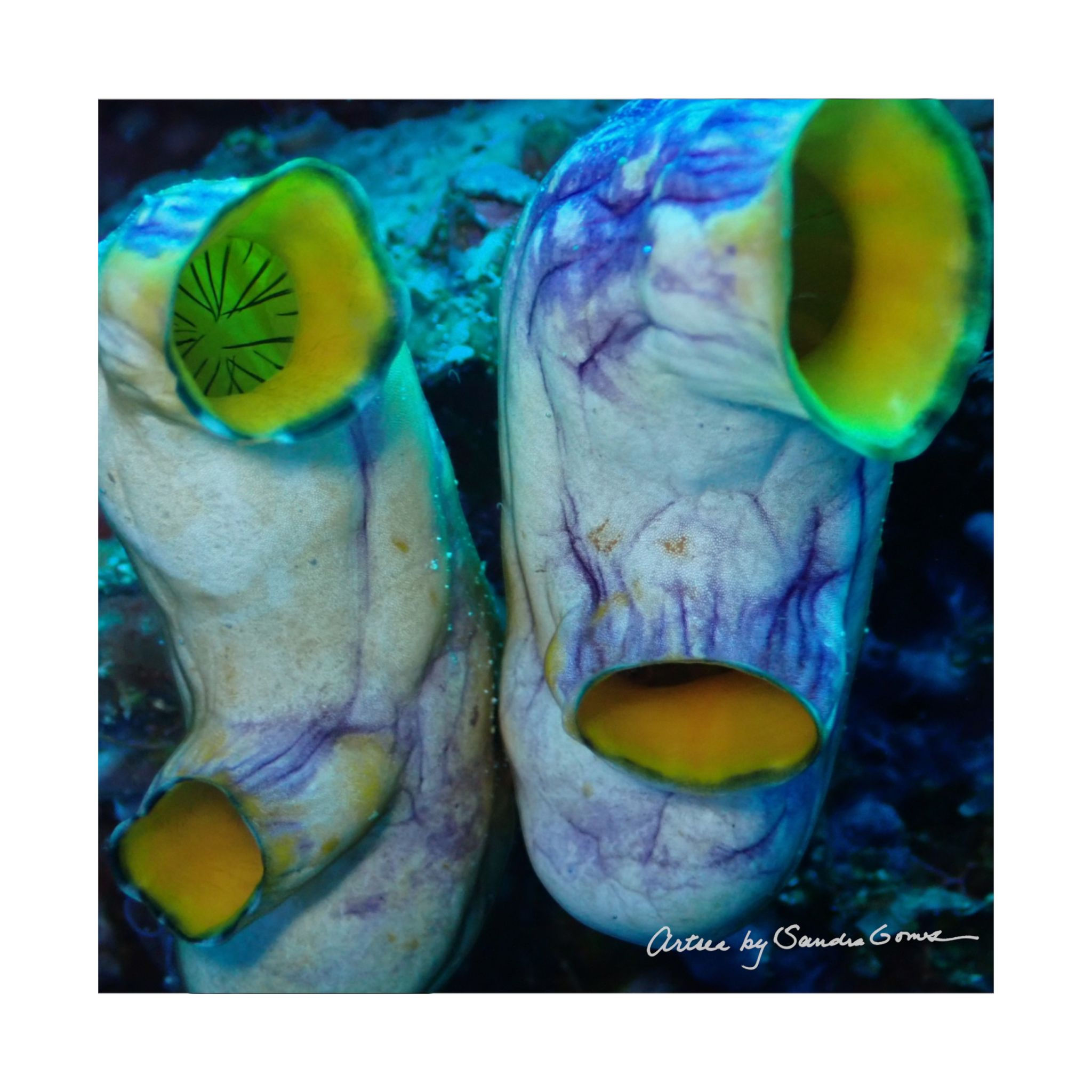 White Sea Squirt - Square Poster
