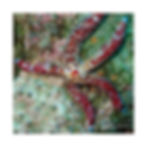 Thumbnail: Red Spotted Starfish - Square Poster