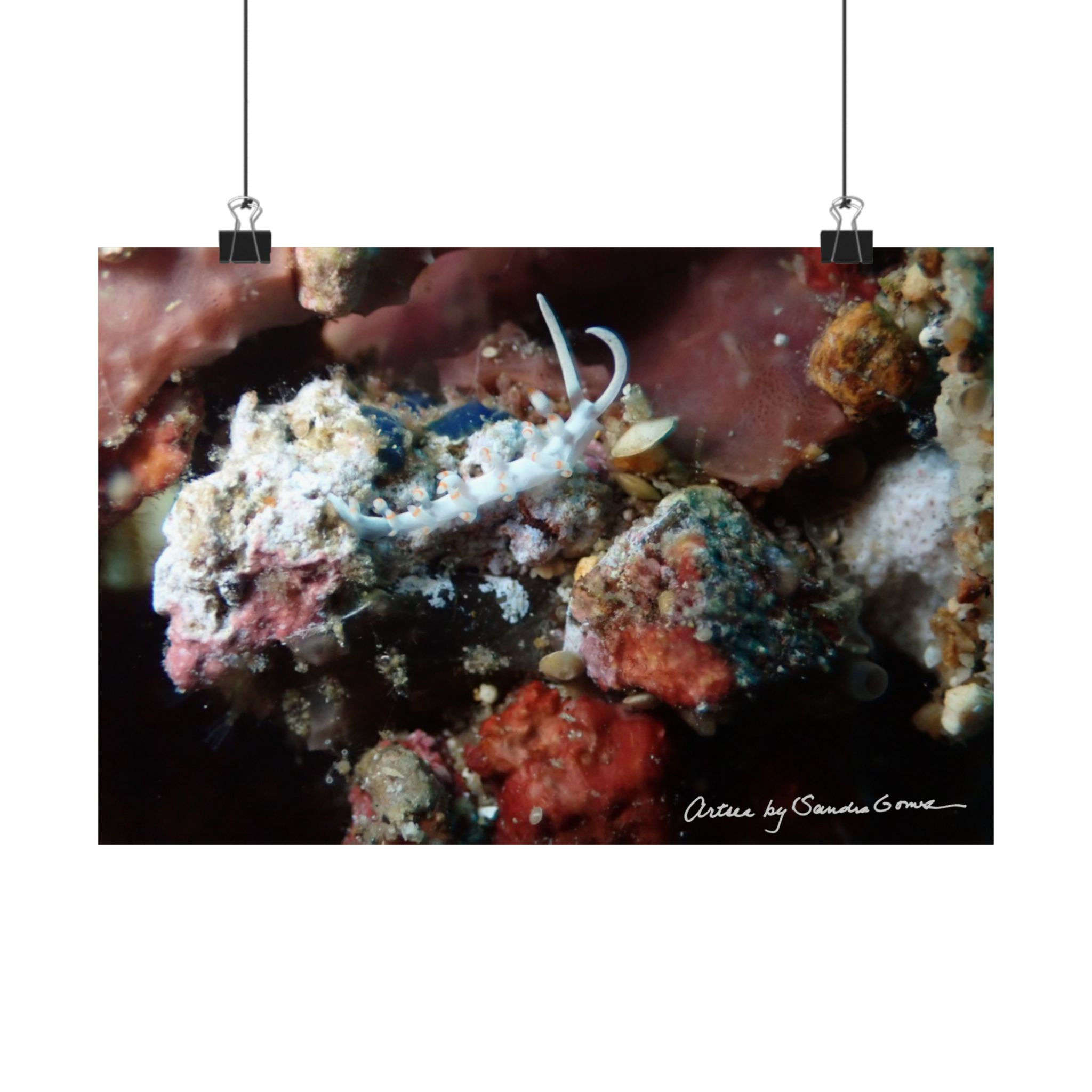 Bicolor Nudibranch - Horizontal Poster