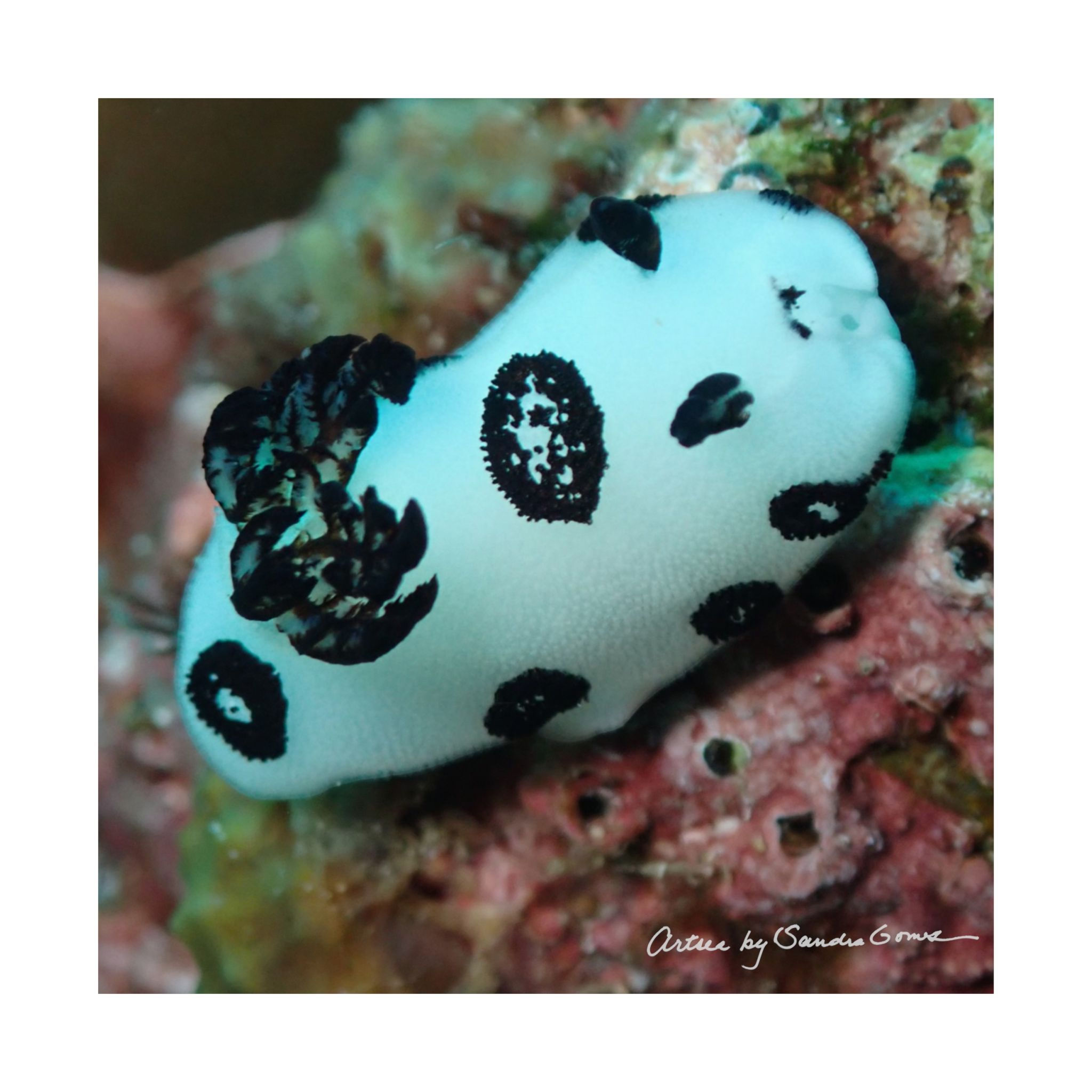Dotted Nudibranch - Square Poster