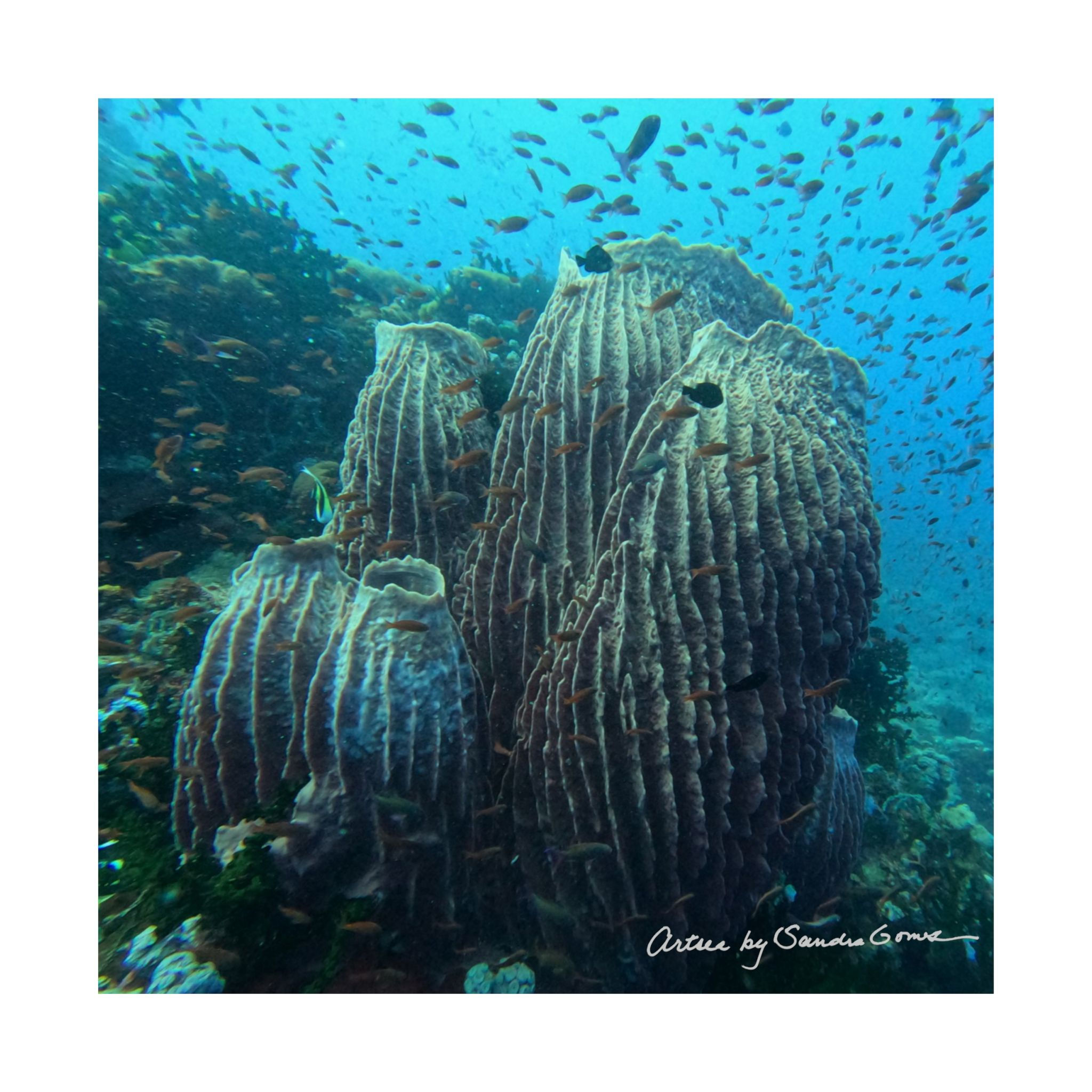 Barrel Sponge - Square Poster