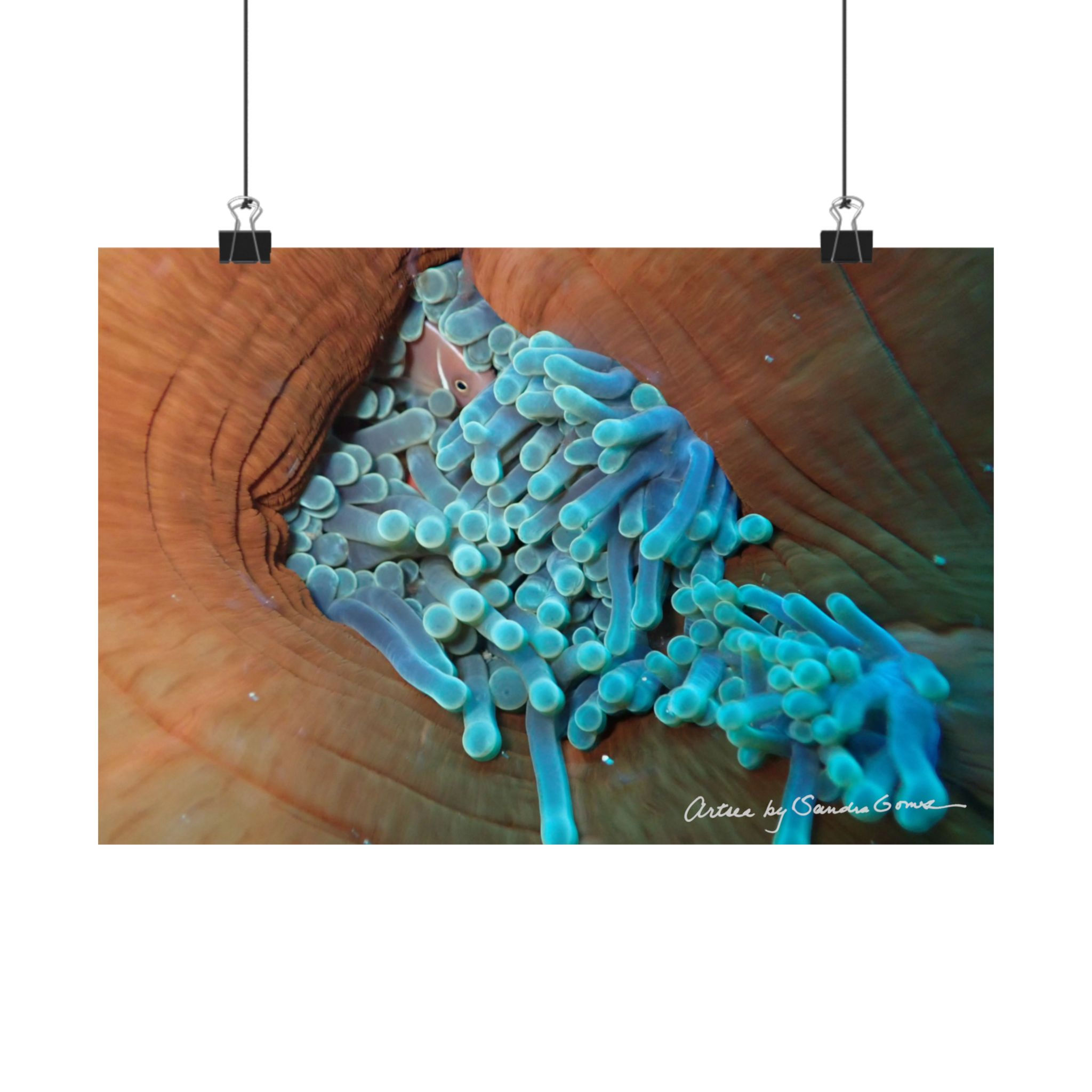 Anemone Fish - Horizontal Poster