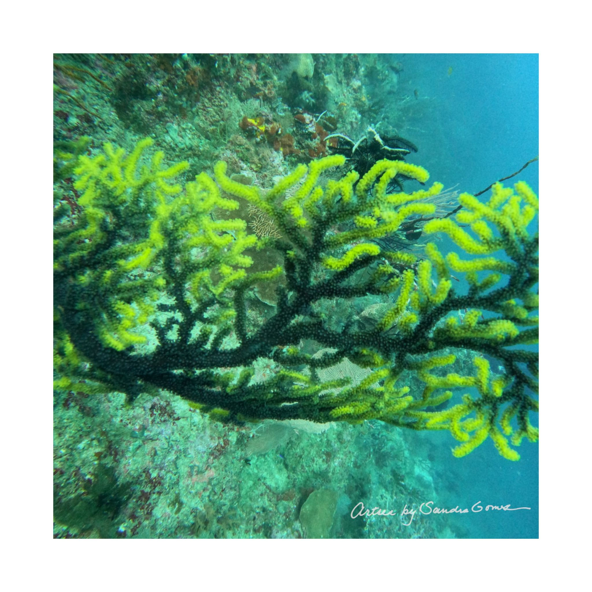 Green Sea Whip - Square Poster