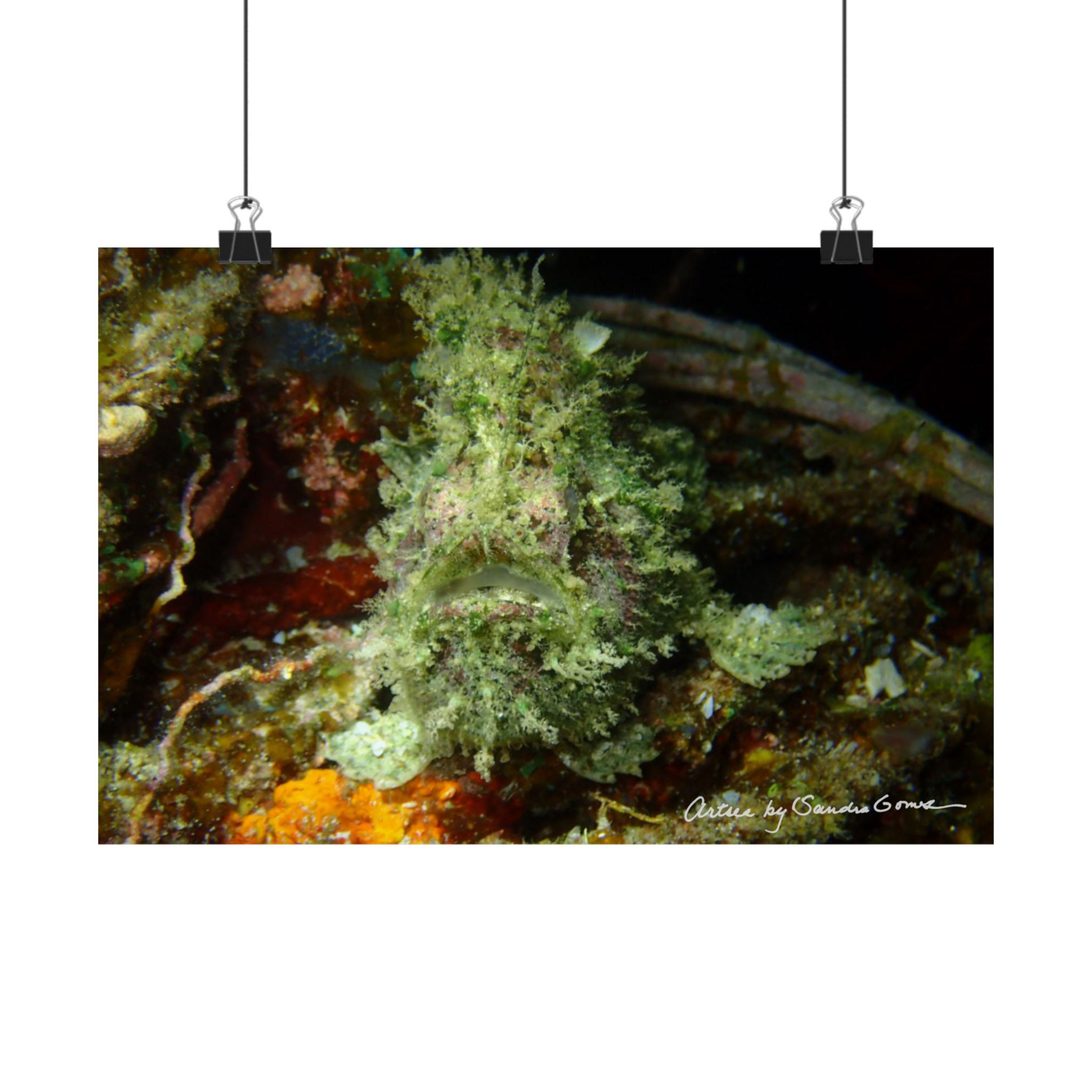 Mossy Frogfish - Horizontal Poster
