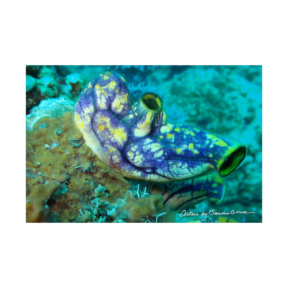 Thumbnail: Blue Sea Squirt - Horizontal Poster