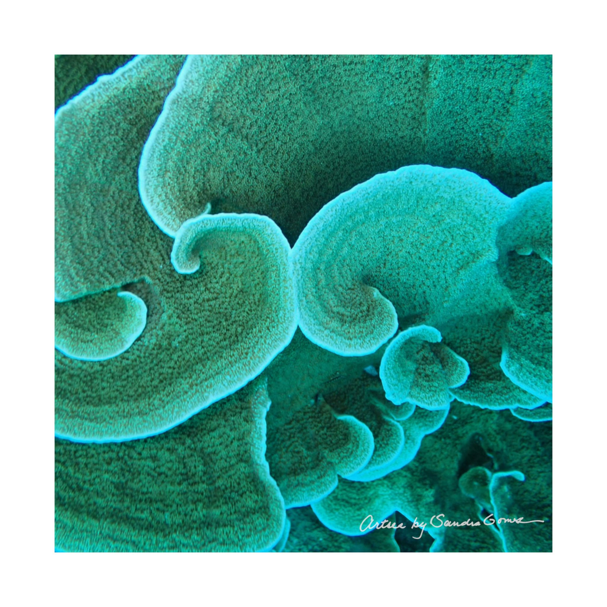 Salad Coral - Square Poster