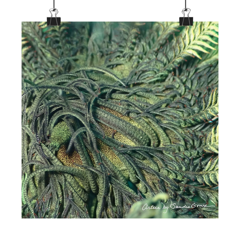 Thumbnail: Feather Stars - Square Poster