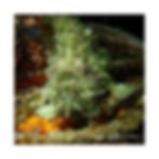 Thumbnail: Mossy Frogfish - Square Poster