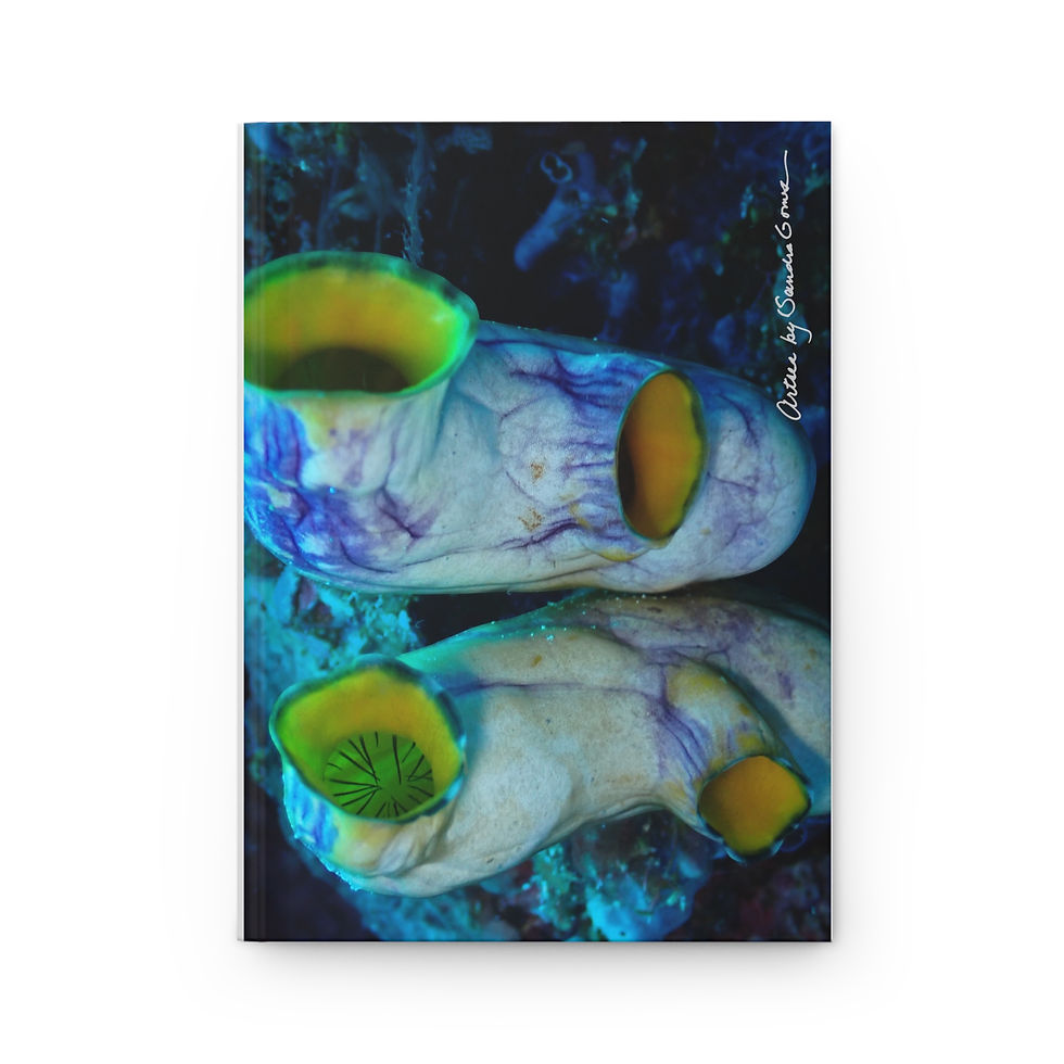 Thumbnail: White Sea Squirt - Hardcover Journal