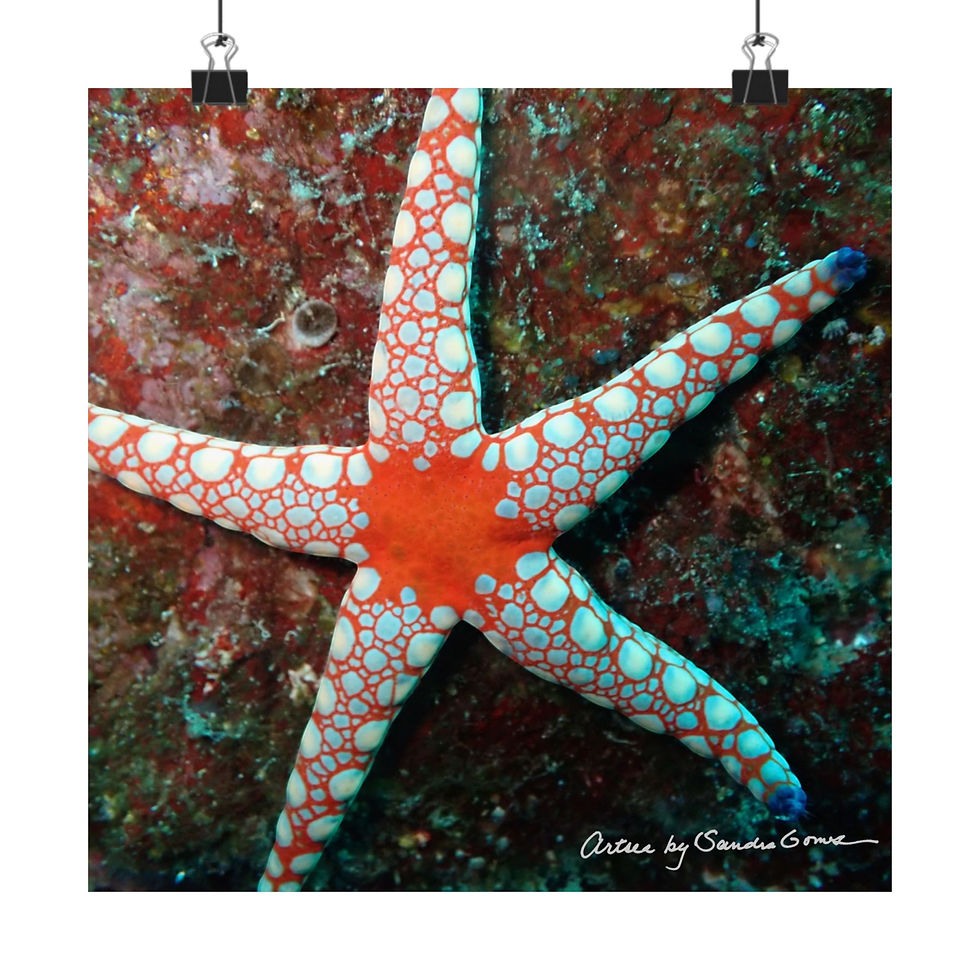 Thumbnail: Orange Spotted Starfish - Square Poster