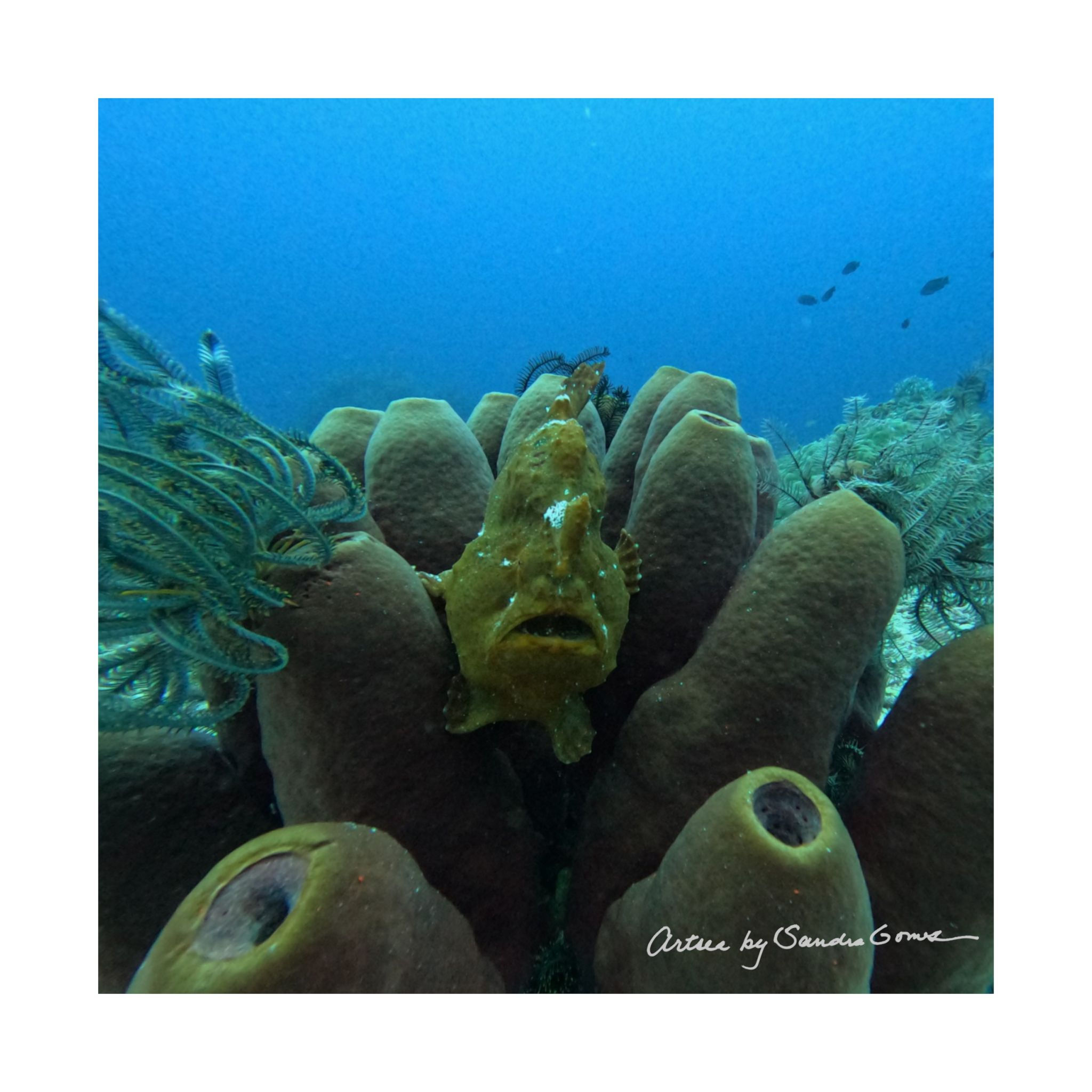 Frogfish Sponge - Square Poster