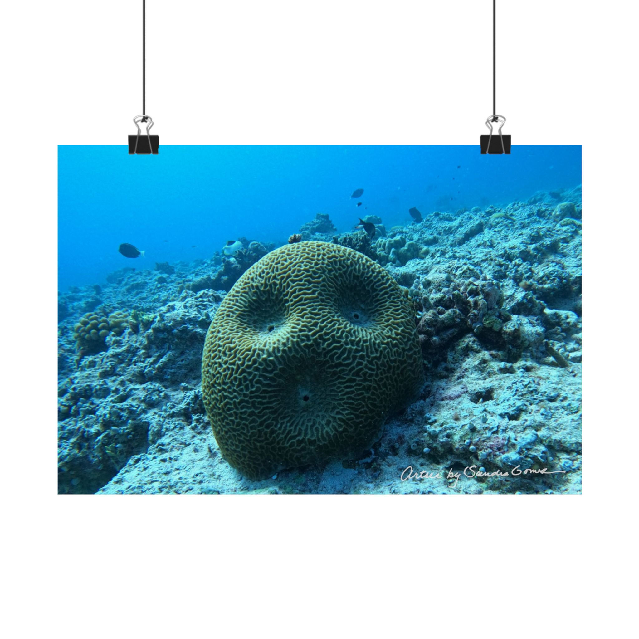 Brain Coral - Horizontal Poster