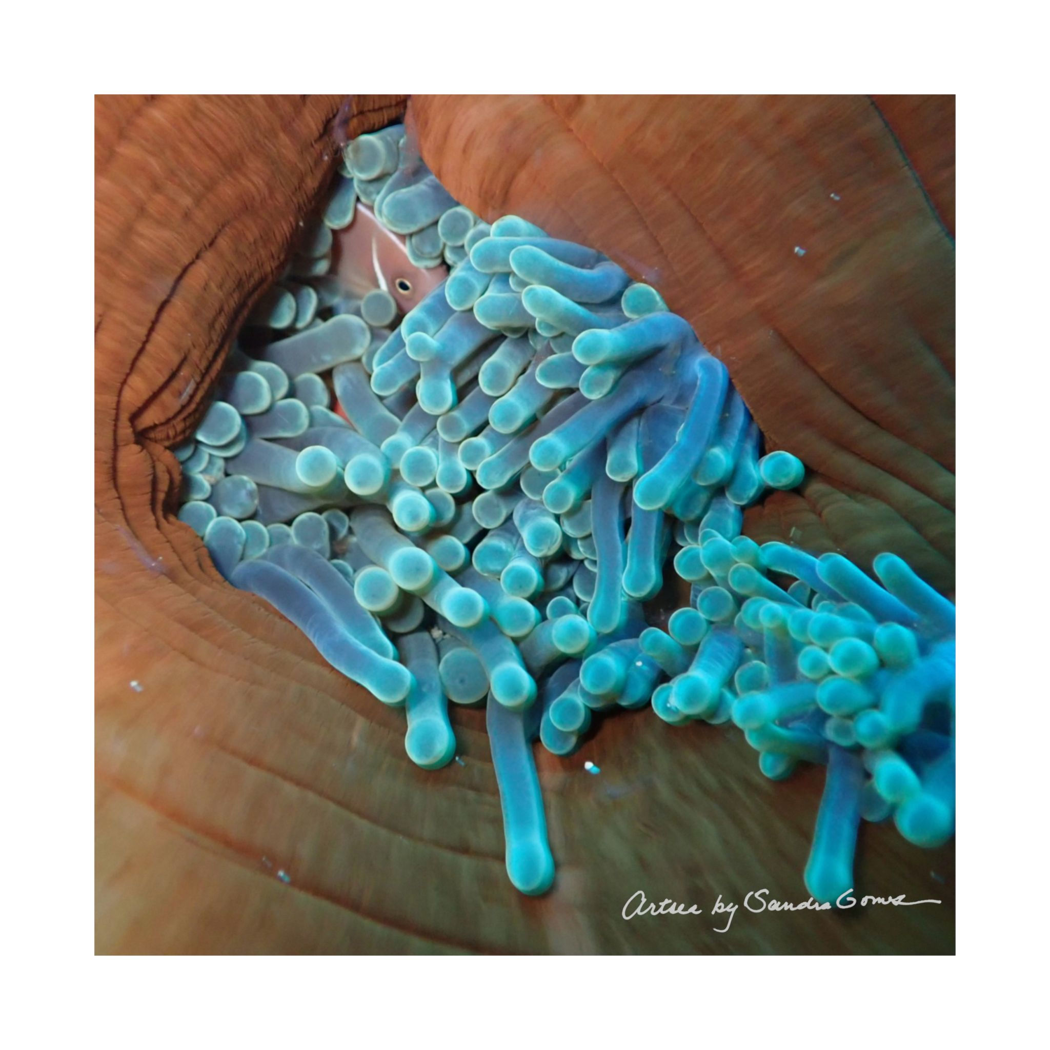 Anemone Fish - Square Poster