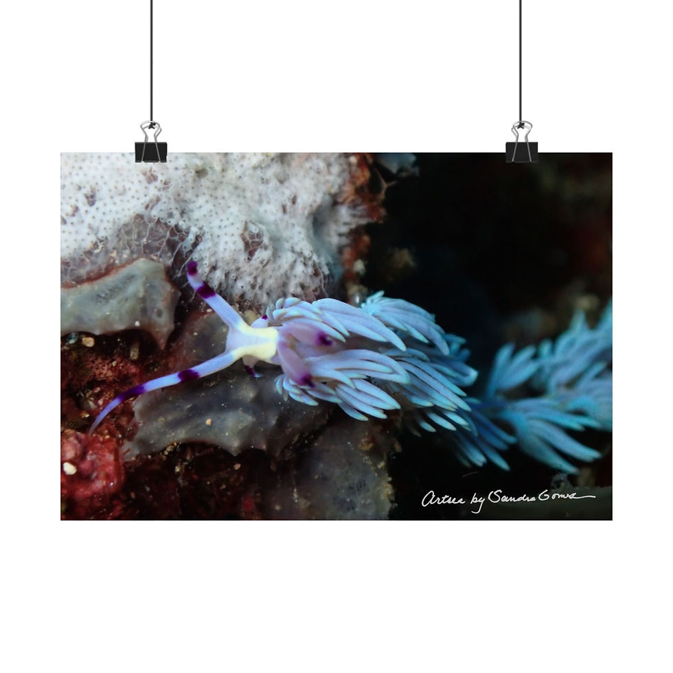 Thumbnail: BlueDragon SeaSlug - Horizontal Poster