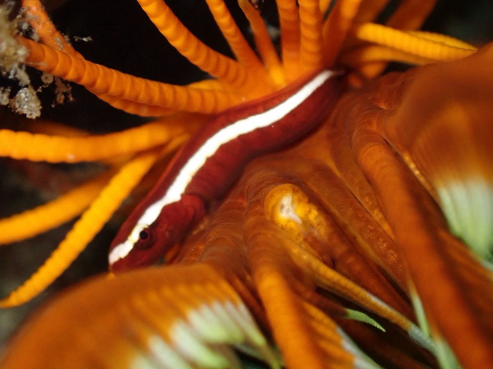 Fish - 1.jpg
