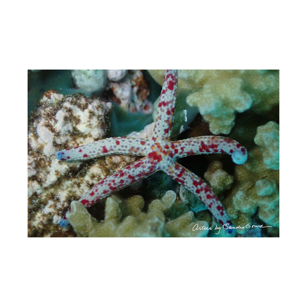 Thumbnail: Red Starfish - Horizontal Poster