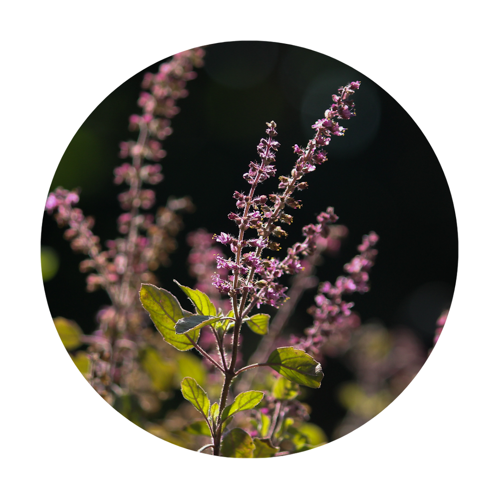Tulsi