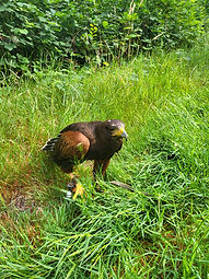 buse de harris dans l'herbe