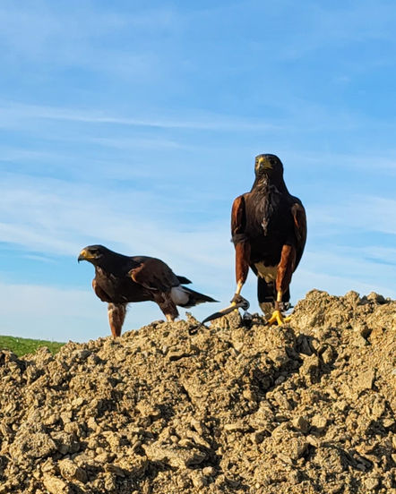 Deux rapaces faucon buse hiboux se tiennent sur une colline sous le ciel bleu.