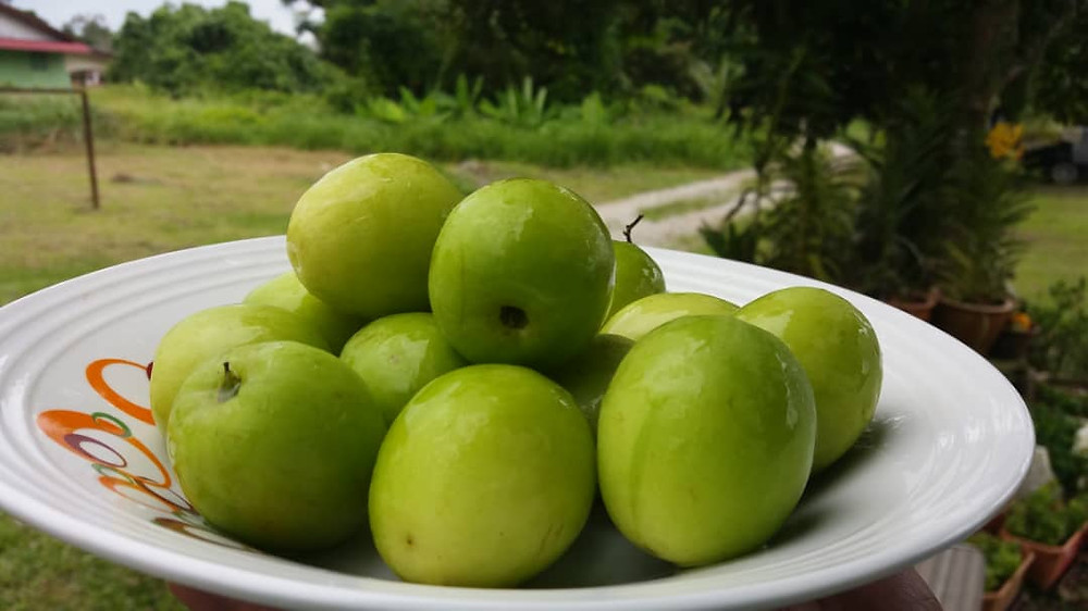 Buah Bidara