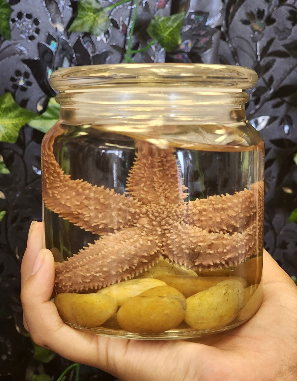 Thumbnail: Starfish Wet Specimen | Oddities