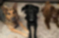 My Dogs_edited_edited_edited.jpg