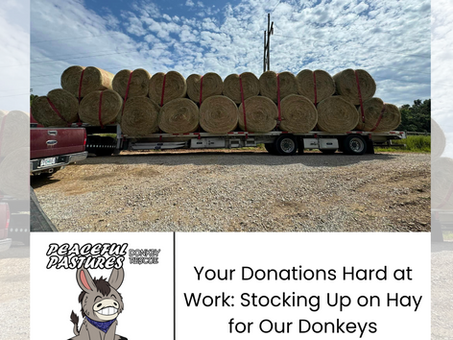 Your Donations Hard at Work: Stocking Up on Hay for Our Donkeys