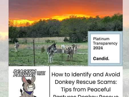 How to Identify and Avoid Donkey Rescue Scams: Tips from a Trusted Nonprofit
