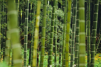 Bamboo stock photo.jpg