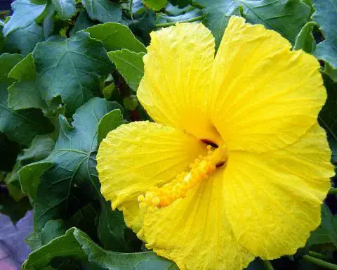 yellow hibiscus PuaAloalo 1ab.webp