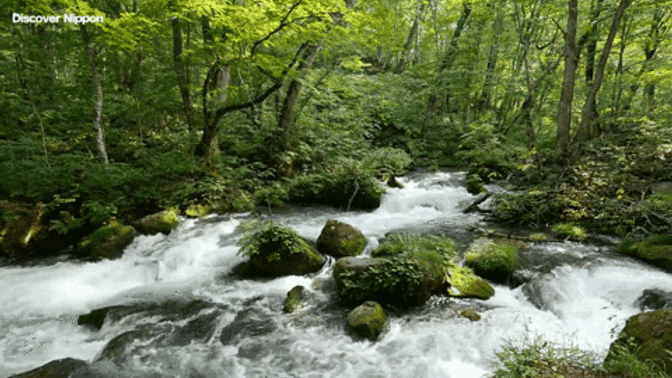 DAY OF FORESTS 2025 8ab.gif